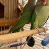 Pair alexandrine baby 