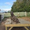 ICCF cane corso blue male puppy