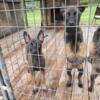 Belgian malinois pups