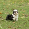 AKC Shih Tzu puppies