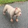 Male Lilac Tri American Bully