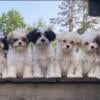 "Teddy Bear" "Shichon" Puppies 