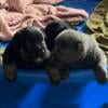 beautiful blue, blue and tan, black and tan pups