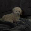Mini golden doodle