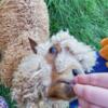 3 year old Female Angora goat