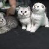 Scottish Kittens