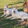 White German Shepherd