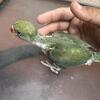 Indian ring-necks