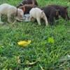 AKC Doberman male Puppies,Oklahoma