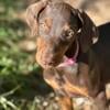 Gorgeous Doberman Puppies! 