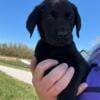 AKC Lab Puppies 