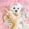 Teacup Maltese, Specialize in teacups and toys.  Poodles, Yorkshire Terriers,  Pomerananians