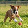 Full AKC Flashy Boxer puppy