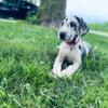 Great Dane Puppy Harlequin