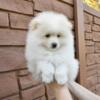 Pomeranian puppy male Bear