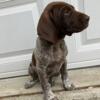 Male AKC Registered German Shorthaired Pointer Puppy For Sale