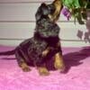 Long Hair Minature Dachshund For Sale Male black and Tan