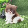 Pomeranian, Yorkshire Terriers, Chihuahuas, Poodles, Pomeranians, Malteses, French Bulldogs, Pugs