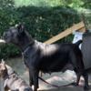 I have 2 available females cane corso puppies