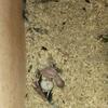 Baby Eclectus 