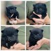 CKC REGISTERED POMERANIAN PUPPIES