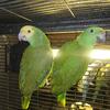Amazon Pair