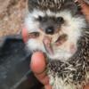 African Pigmy Hedgehogs