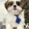 Lovely and adorable shih tzu puppies for sale.