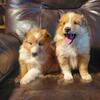 Shelties Shelties Shelties - health testing, guarantee