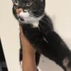 🚨 MUST GO TODAY: 2 Rare Calico Kittens Available