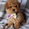 Teacup and Toy maltipoo litters available Panama City Florida