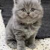 British Longhair Blue Male available for reservation