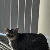 2 young male cats
