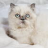 Beautiful Blue Point Himalayan