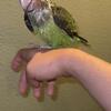 Cape parrot baby