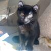 hylander kitten for rehoming