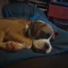 CKC Female boxer