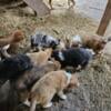 Australian Shepherd puppies