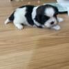 Shih Tzu Puppies for Sale