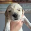 Golden Retriever Puppies