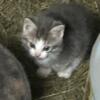 Cute Barn kittens