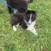 Akc Female sheltie puppy