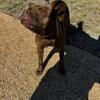 Pitbull Terrier