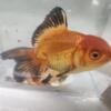 4-5 inch Aranda Goldfish