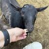 2 Nigerian Dwarf Goats