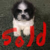 For sale Shih Tzu puppies