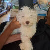 Purebred Miniature Schnauzer puppies