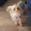 Rehome Dog for sale yorkie