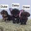 Yorkiepoo puppies