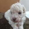 Toy poodles AKC 